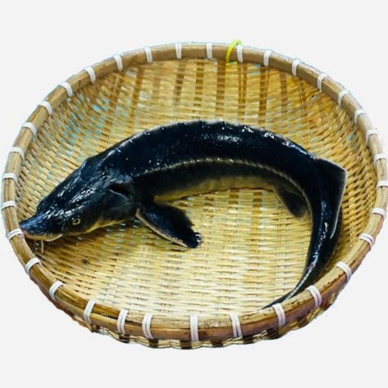 Cá tầm tươi ngon giá bao nhiêu 1kg trên thị trường hiện nay